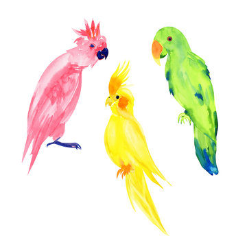 Set of Australian Parrots: Eclectus green noble, Pink Cockatoo, Yellow Corella. Collection of cute watercolor birds isolated on white.