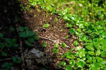 spring ants in green leaf