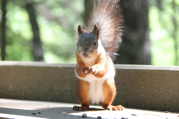 Red Squirrel snaps nuts outdoors