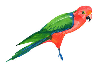 Fototapeta premium king parrot isolated on white, watercolor bird with red breast and green wings, colorful hand drawn illustration.