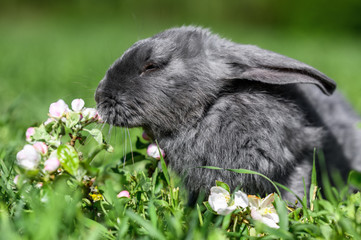 A gray rabbit is sitting on the green grass.