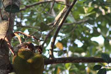Squirrels typically have slender bodies with bushy tails and large eyes. In general, their fur is soft and silky, though much thicker in some species than others.
