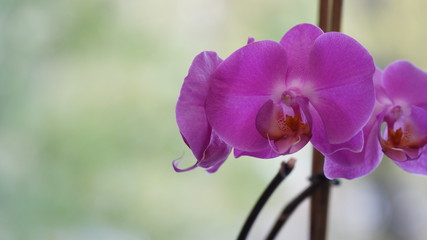 Violet flower near the window. Close-up. Look to the right