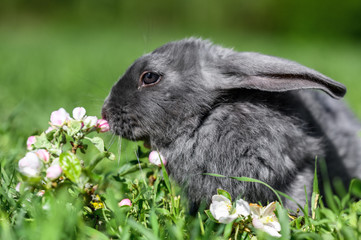 A gray rabbit is sitting on the green grass.