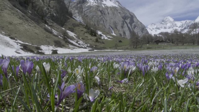 Krokus, Krokusse, Blume, Blumen, Bl&uuml;te, Bl&uuml;tenmeer, Blumenwiese, Fr&uuml;hling, Fr&uuml;hbl&uuml;her, Wiese, Almwiese, Gro&szlig;glockner, Alm, Hochtal, K&ouml;dnitztal, J&ouml;rgnalm, Almh&uuml;tten, Haus, Nationalpark, Hohe Tauern, Lu
