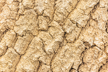 Wooden background with bronze gold. Tree bark covered paint