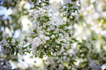 A blooming apple trees in spring. 
