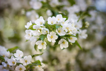 Blooming apple tree in spring time. Apple trees flowers. the seed-bearing part of a plant, consisting of reproductive organs (stamens and carpels) that are typically surrounded by a brightly colored