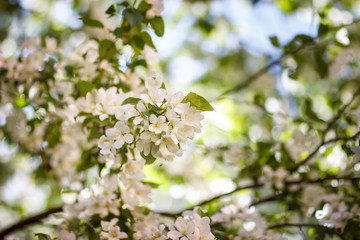 Obraz premium White flowers and bud of Wild Apple tree. Spring background with Apple tree blossom. 