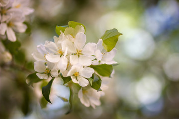 Blooming apple tree in spring time. Apple trees flowers. the seed-bearing part of a plant, consisting of reproductive organs (stamens and carpels) that are typically surrounded by a brightly colored