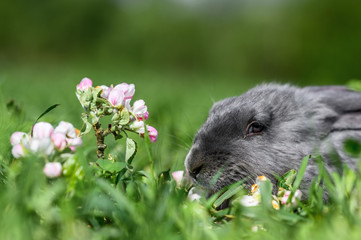 A gray rabbit is sitting on the green grass.