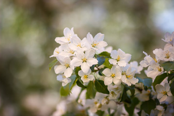 White Spring Blossoms of apple. Flowers Outdoor