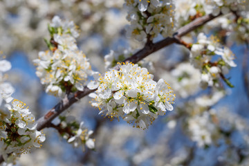 Branch blossom apple tree and blue sky. White Spring Blossoms of Cherry. Flowers Outdoor