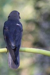 HOUSE CROW  ON A TREE