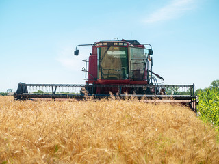 Wheat harvesting in the summer. Red harvester working in the field. Golden ripe wheat harvest...