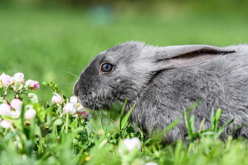 A gray rabbit is sitting on the green grass.