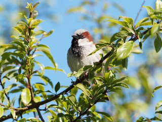 A House Sparrow (Passer domesticus) sits in a green leafy tree.