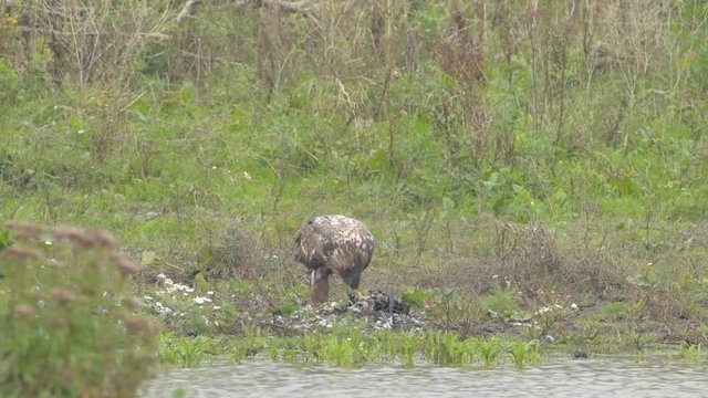 White-tailed eagle or Sea Eagle eating from a great cormorant prey at the shore of a lake in the Oostvaardersplassen in Flevoland, The Netherlands
