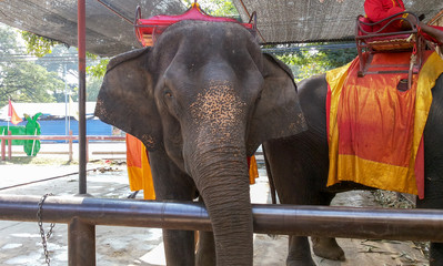 Fototapeta na wymiar Elephant in Bangkok, Thailand