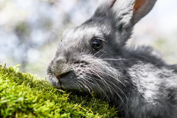 A gray rabbit is sitting on the green grass.