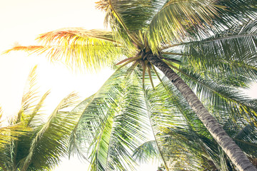 Obraz premium Detail of palm trees green leaf in the wind for summer background ,relax and vacation holiday summer concept 