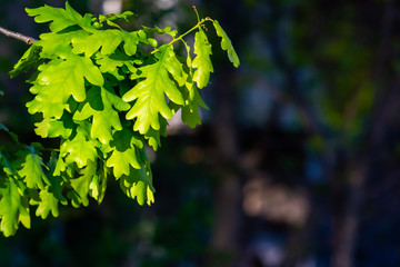 Green oak leaves, bright sun