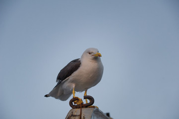 seagull