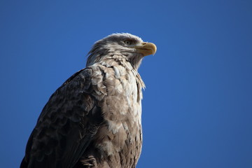 white tailed eagle portrait