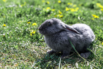 A gray rabbit is sitting on the green grass.