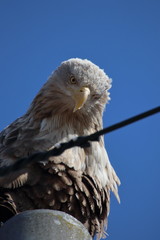 white tailed eagle portrait