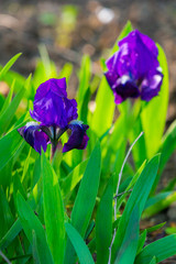 Pretty blooming violet iris flower in the garden