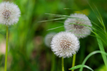 Close up of the dandelion on the green background.
