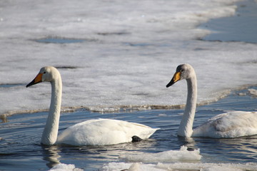 Fototapeta na wymiar swan on the water