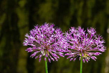 Blooming purple organic decorative bow, close-up on grass background, Allium rosenbachianum.
