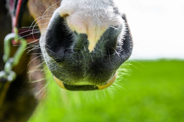 The nose of a horse who is looking at the camera