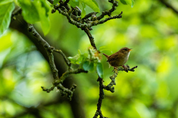 wern bird on a branch