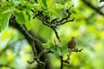 wren bird on a tree