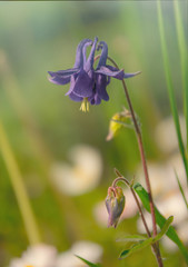 Blue delicate aquilegia flower against the background of a morning spring garden
