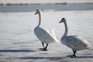 swans walking on the ice