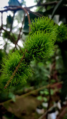 green pine needles