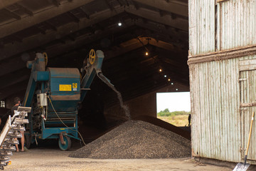 A machine for extracting seeds from sunflowers in a hangar. Mountain of sunflower seeds. Harvesting...