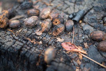 After a wildfire, Eating trace of wild animals, Wildlife food, Close-up.