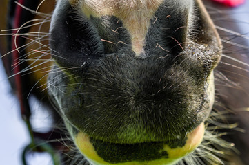 The nose of a horse who is looking at the camera