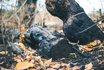 Traces of deforestation and the burning of wildfire, Causes of global warming, Close-up.
