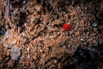 red insect