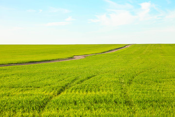 Green field against the blue sky.