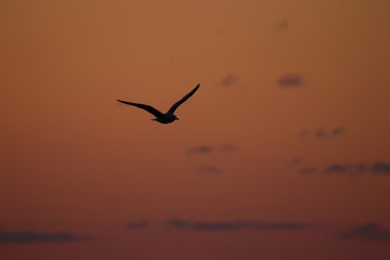 seagull silhouette at sunset