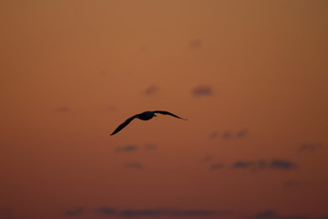 seagull silhouette at sunset