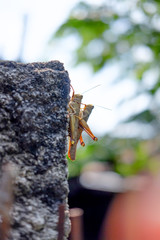 Two Pyrgomorphid Grasshoppers (family Pyrgomorphidae) mate with a green leaf background.