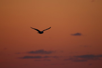 Fototapeta na wymiar seagull silhouette at sunset